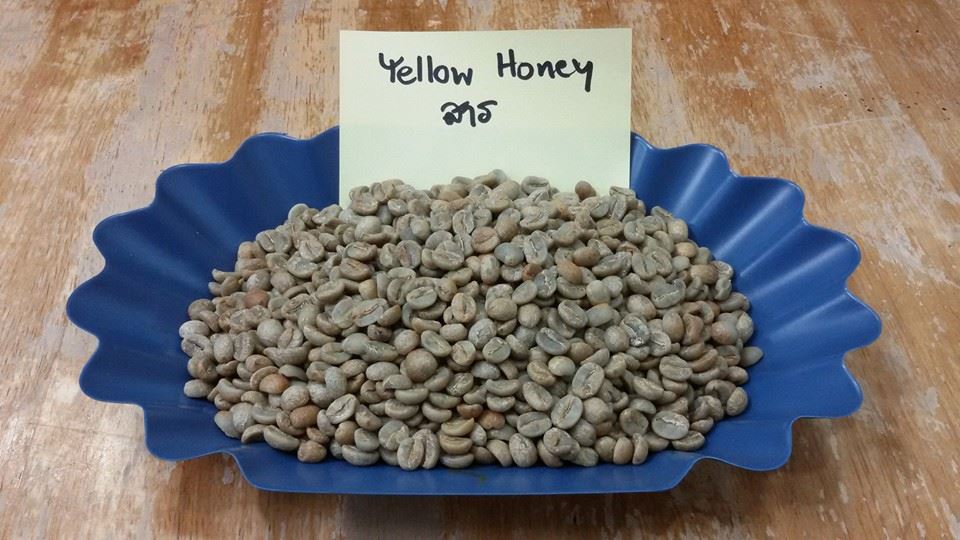 กาแฟฮันนี่โพรเซส Honey Process 6
