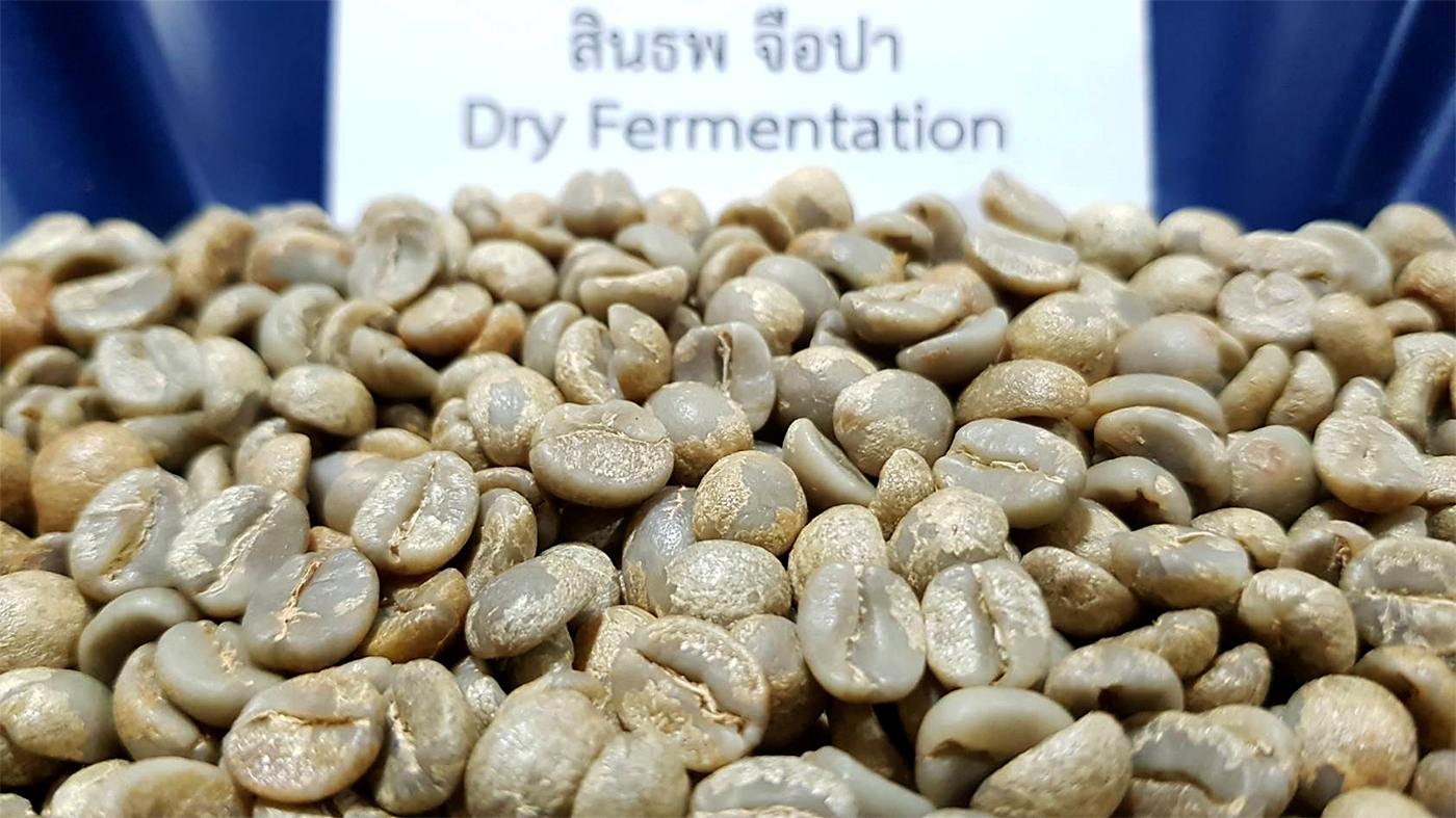 สินธพ จือปา Dry Fermentation