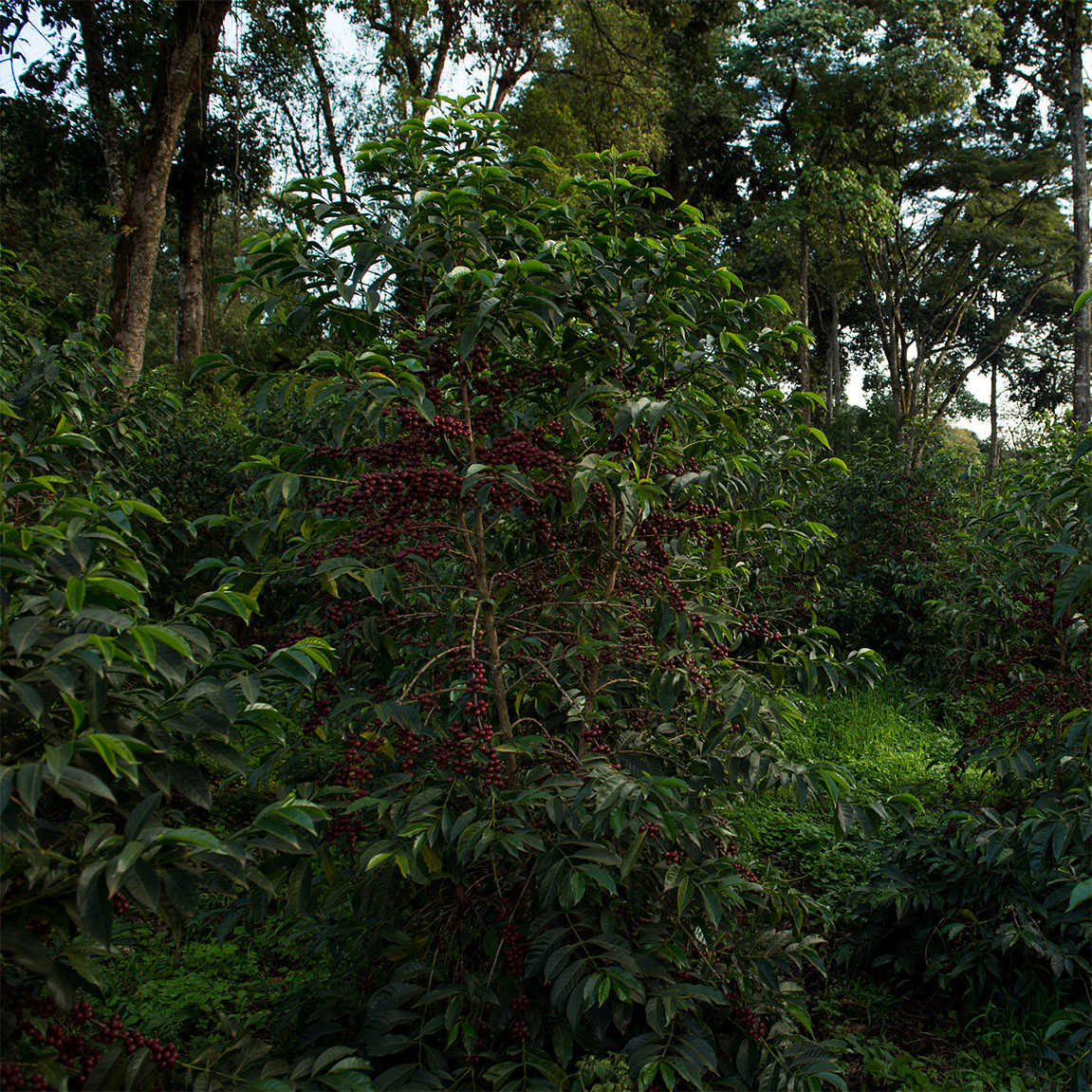 Ethiopia Mormora Estate Tree