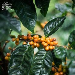 Alternative view of Nicaragua Las Delicias Yellow Pacamara Pulped Natural