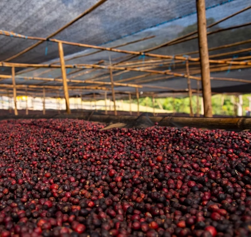Ethiopia Bensa Hamasho Natural - Image 4
