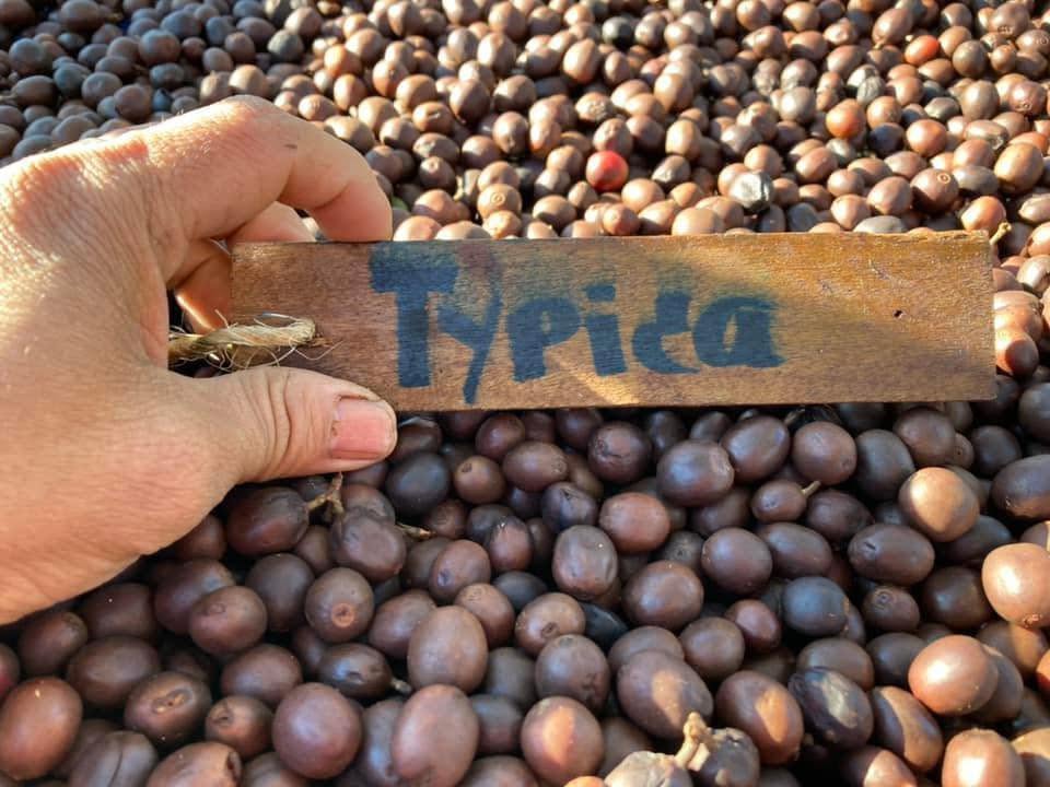 De Hmong Maneepruek Typica Natural - Image 4