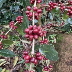 De Hmong Maneepruek Typica Natural - Image 3