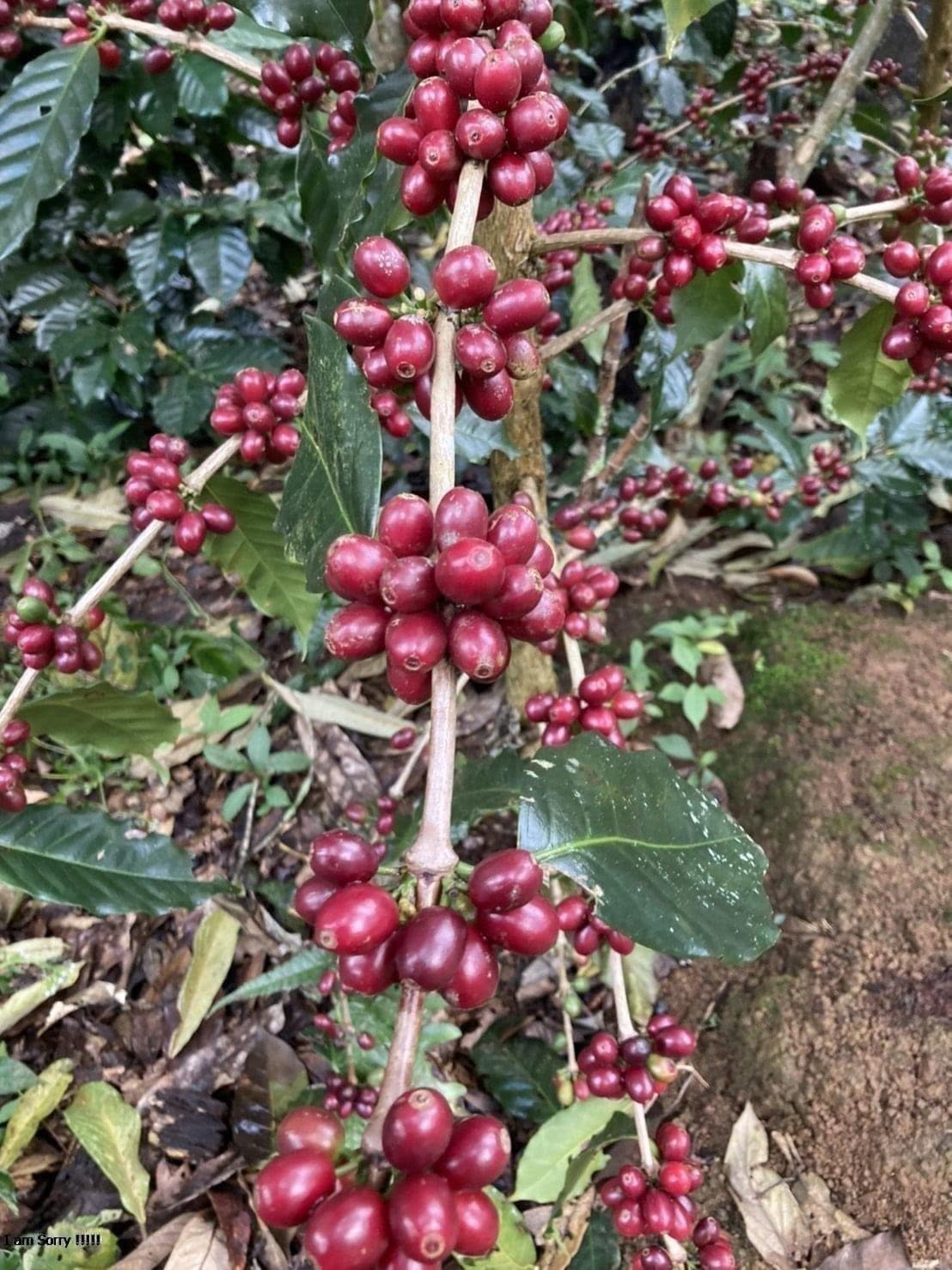 De Hmong Maneepruek Typica Natural - Image 3