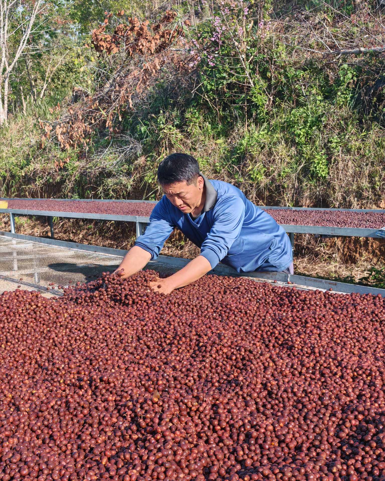 De Hmong Maneepruek Typica Natural - Image 2
