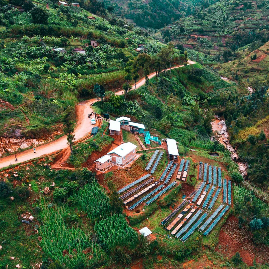 Rwanda Nyabihu Shyira Washed - Image 2