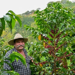 Alternative view of Colombia El Faldon Gesha Washed